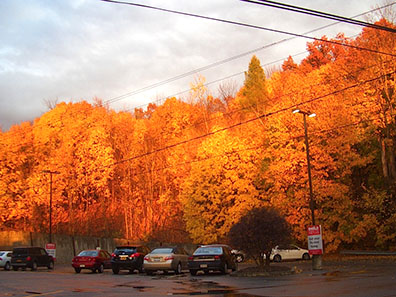 2013 Photo Gallery - Spectacular illustration of Hudson Valley autumn hues. This one in the Rite Aid parking lot on Route 203 in Chatham, NY.