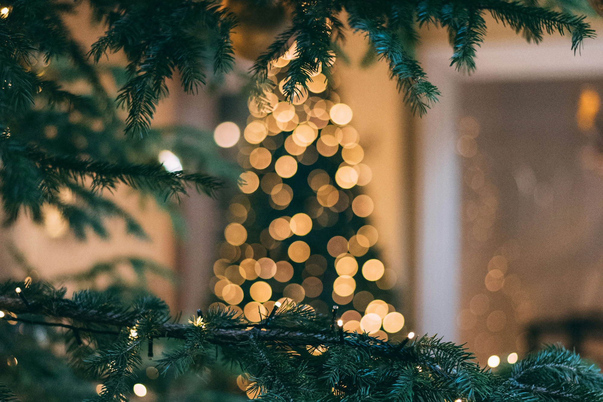 holiday decorations, tree and lights